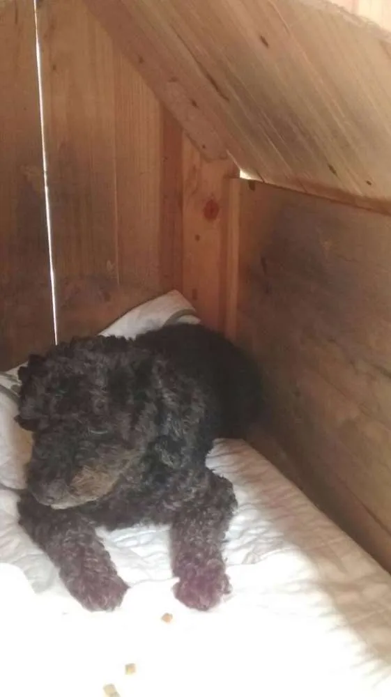 Cachorro ra a Poodle idade 5 anos nome SEM NOME