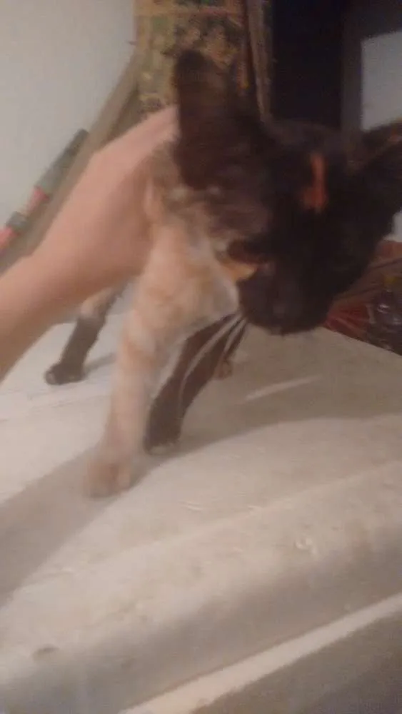 Gato ra a Viralata idade  nome Phil