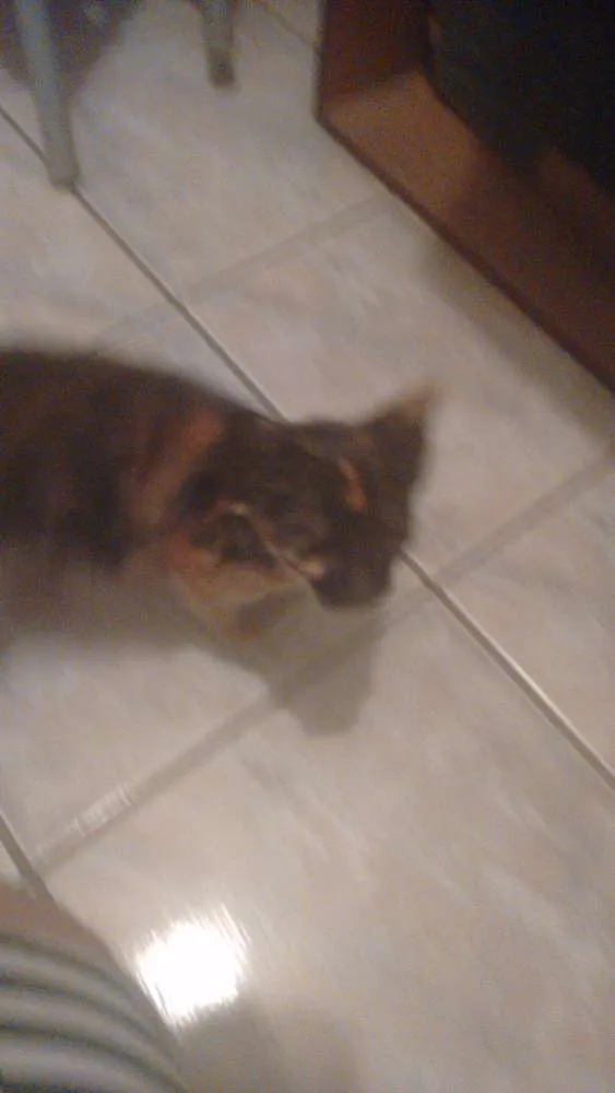 Gato ra a Viralata idade  nome Phil