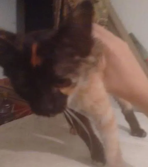 Gato ra a Viralata idade  nome Phil