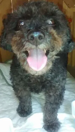 Cachorro raça Poodle idade 5 anos nome SEM NOME