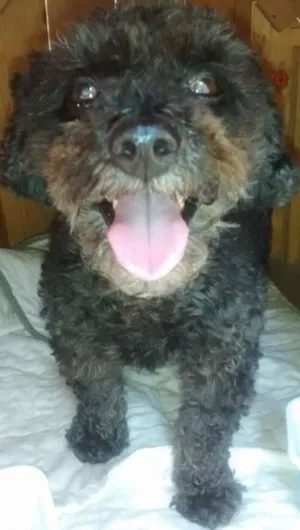 Cachorro raça Poodle idade 5 anos nome SEM NOME
