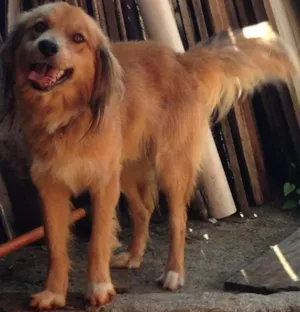 Cachorro raça SRD idade 3 anos nome Mufasa
