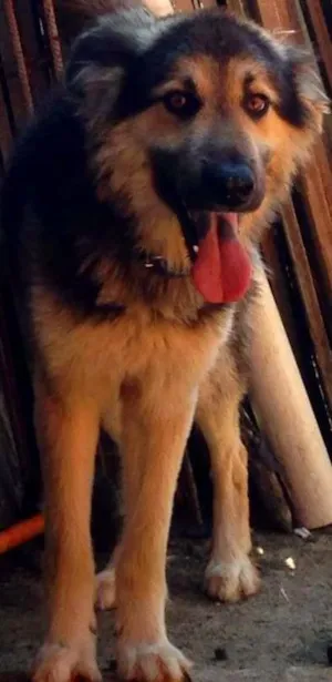 Cachorro raça Mestiço  idade 3 anos nome Aragogue