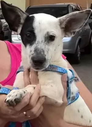 Cachorro raça SDR idade 7 a 11 meses nome Teco