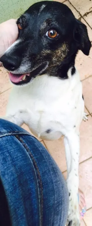 Cachorro raça Srd idade 3 anos nome Carente 