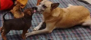 Cachorro raça não definida idade 2 a 6 meses nome ------------------