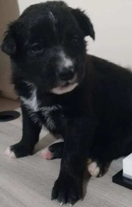 Cachorro ra a SRD idade Abaixo de 2 meses nome Evie