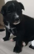 Evie