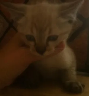 Gato raça SRD idade Abaixo de 2 meses nome Tigrinha, Chiquinha
