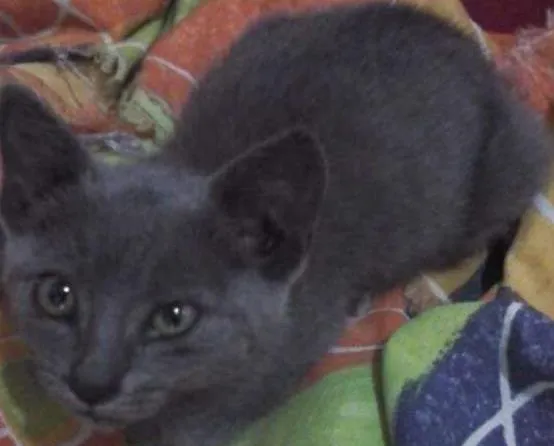 Gato ra a vira-lata idade 2 a 6 meses nome sem nome