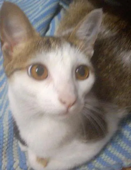 Gato ra a  idade 7 a 11 meses nome Hortencia