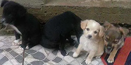 Cachorro ra a  idade 2 a 6 meses nome sem nome