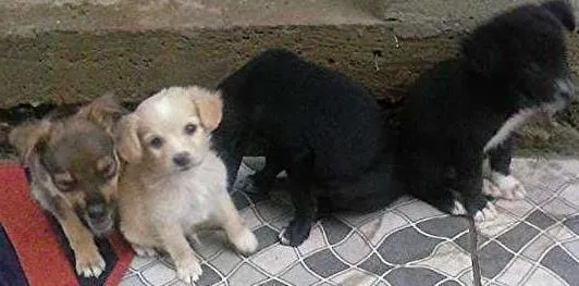 Cachorro ra a  idade 2 a 6 meses nome sem nome