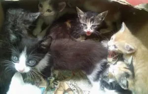 Gato raça  idade Abaixo de 2 meses nome gatinhos