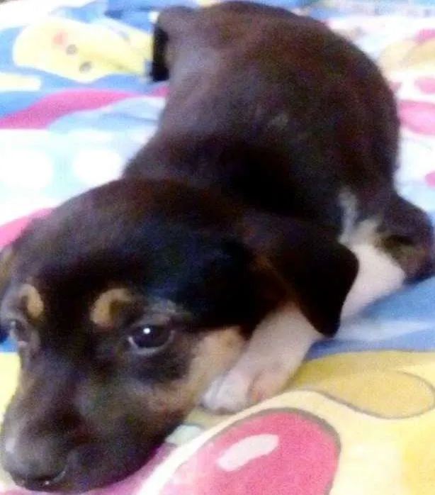 Cachorro ra a Mestiça de Fox Paulistinha idade Abaixo de 2 meses nome Preta