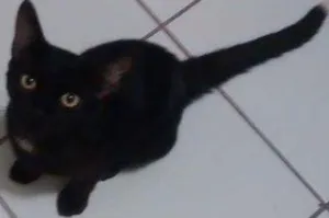Gato raça Sem raça definida idade 2 a 6 meses nome Café