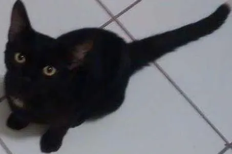 Gato ra a Sem raça definida idade 2 a 6 meses nome Café