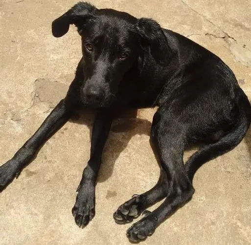 Cachorro ra a Labrador idade 7 a 11 meses nome Bob