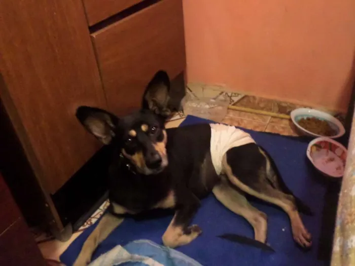 Cachorro ra a SRD idade 1 ano nome TAPIOCA
