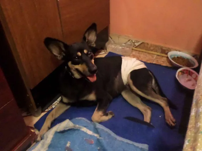 Cachorro ra a SRD idade 1 ano nome TAPIOCA