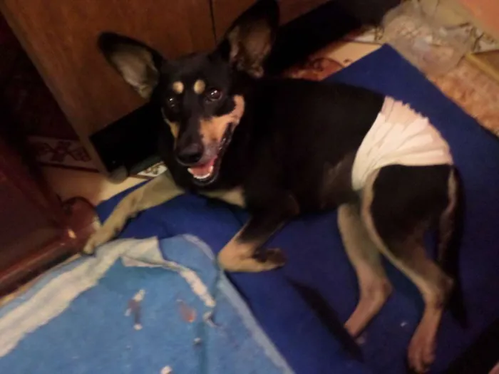 Cachorro ra a SRD idade 1 ano nome TAPIOCA