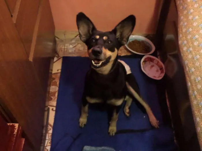 Cachorro ra a SRD idade 1 ano nome TAPIOCA