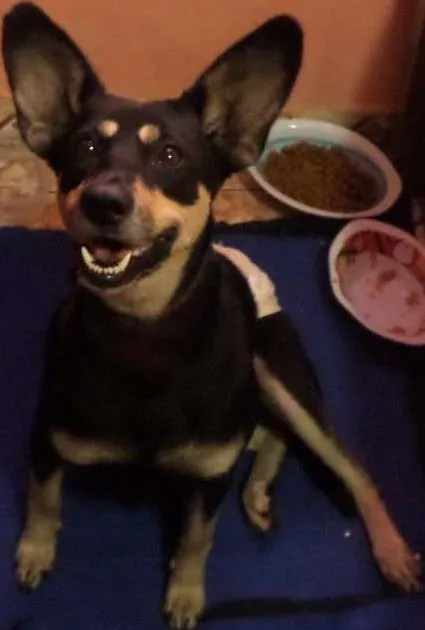 Cachorro ra a SRD idade 1 ano nome TAPIOCA