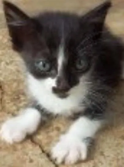 Gato ra a  idade Abaixo de 2 meses nome sem nomes