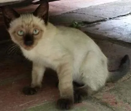 Gato ra a Siamês idade 2 a 6 meses nome Sem nome