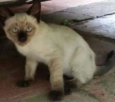 Gato ra a Siamês idade 2 a 6 meses nome Sem nome