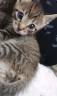 Pequena