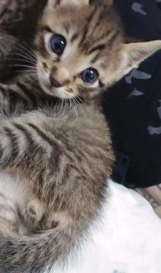 Gato ra a SRD idade Abaixo de 2 meses nome Pequena