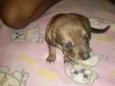 bebe mel