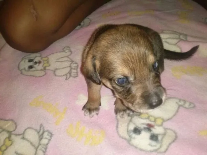 Cachorro ra a mix de         mix de salsicha                         idade 2 a 6 meses nome bebe mel