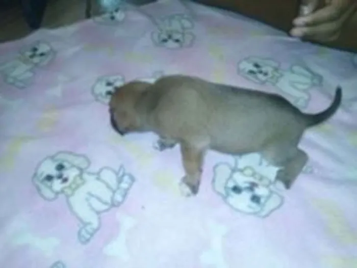 Cachorro ra a mix de         mix de salsicha                         idade 2 a 6 meses nome bebe mel