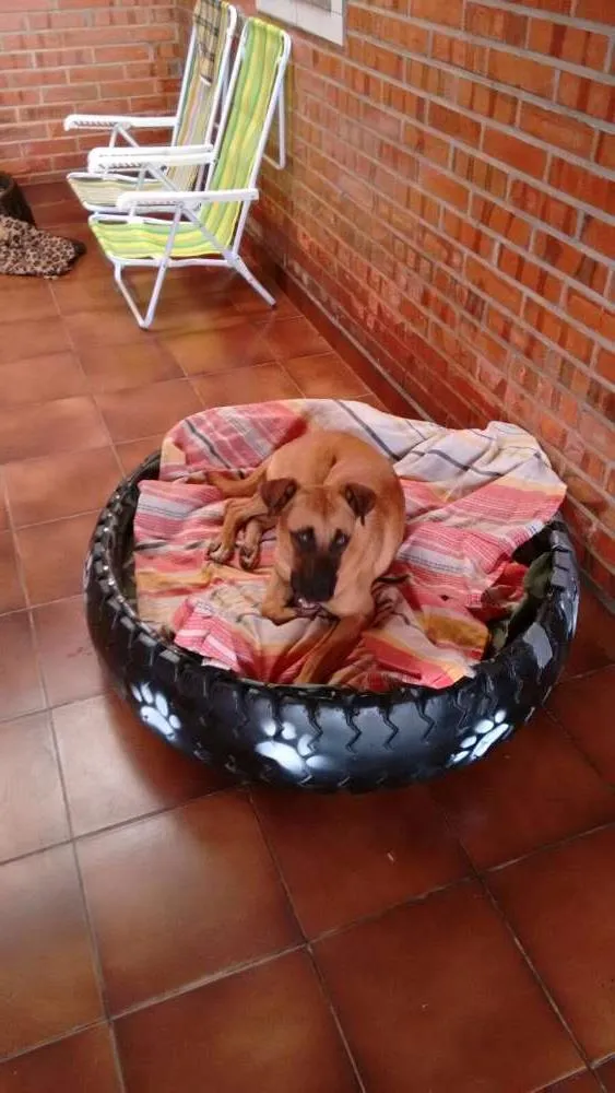 Cachorro ra a indefinida idade 7 a 11 meses nome Paçoca