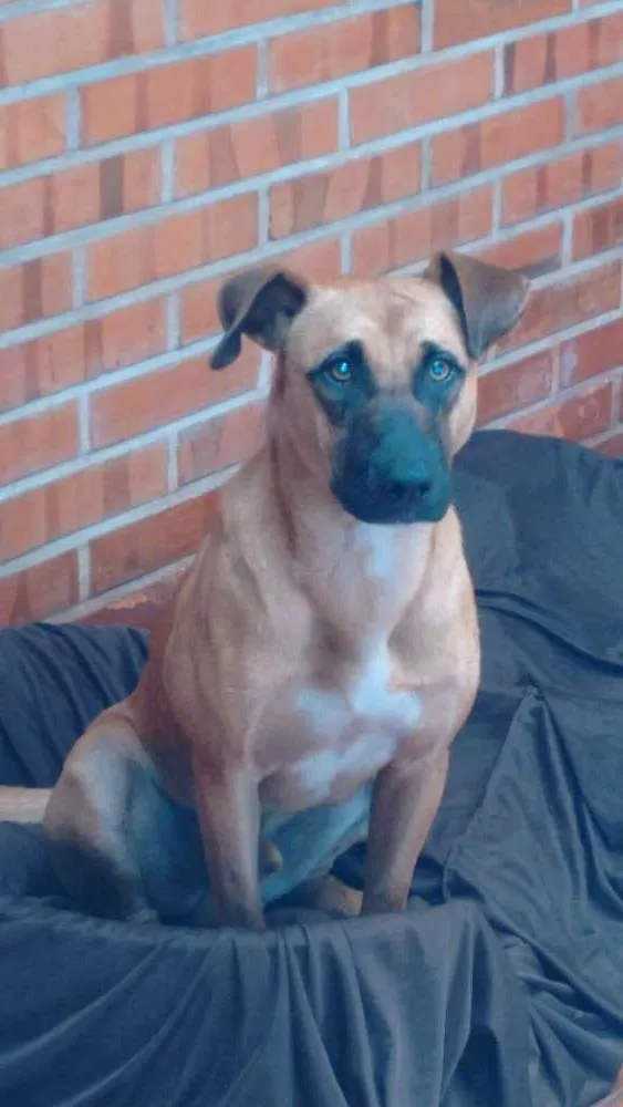 Cachorro ra a indefinida idade 7 a 11 meses nome Paçoca