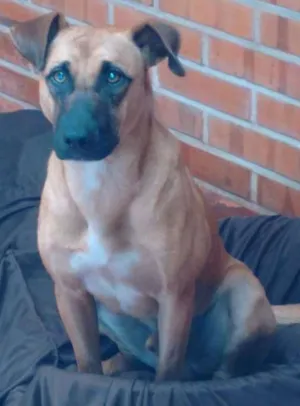Cachorro raça indefinida idade 7 a 11 meses nome Paçoca