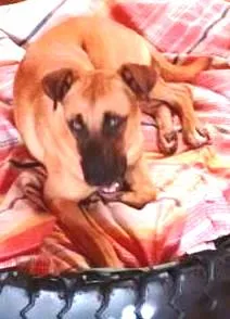 Cachorro ra a indefinida idade 7 a 11 meses nome Paçoca