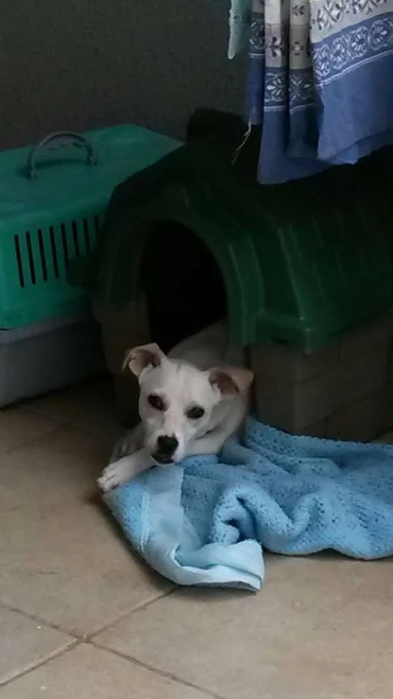 Cachorro ra a vira lata idade 7 a 11 meses nome nao sei