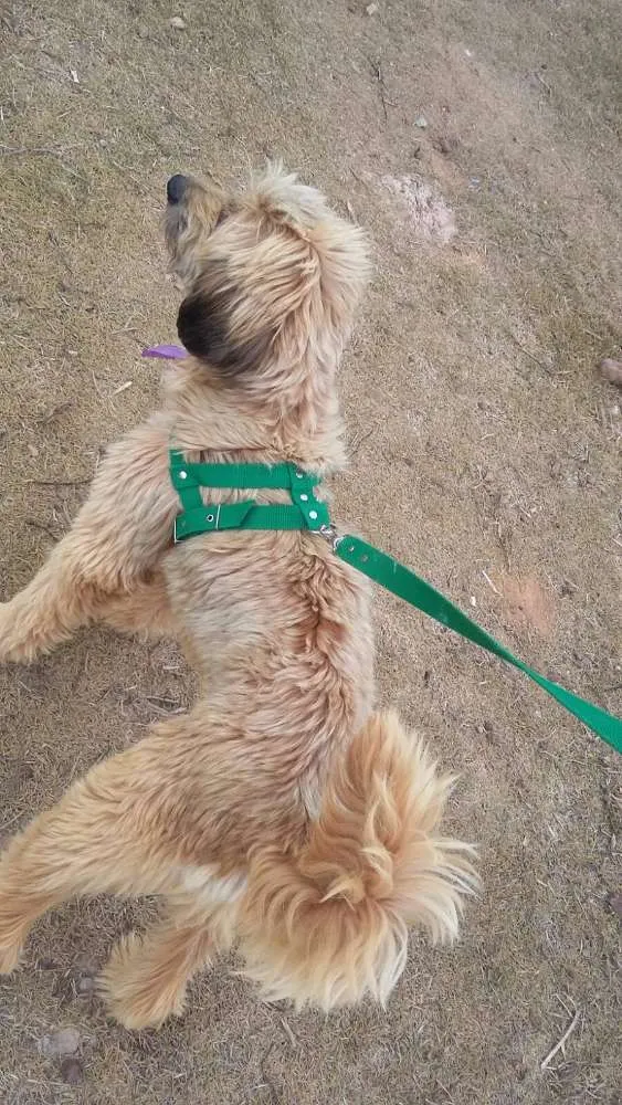 Cachorro raça SRD idade 3 anos nome Capi