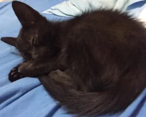 Gato raça  idade Abaixo de 2 meses nome Sem nome