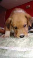 Tobias