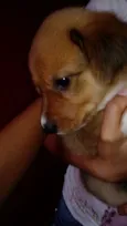 Tobias