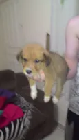 Tobias