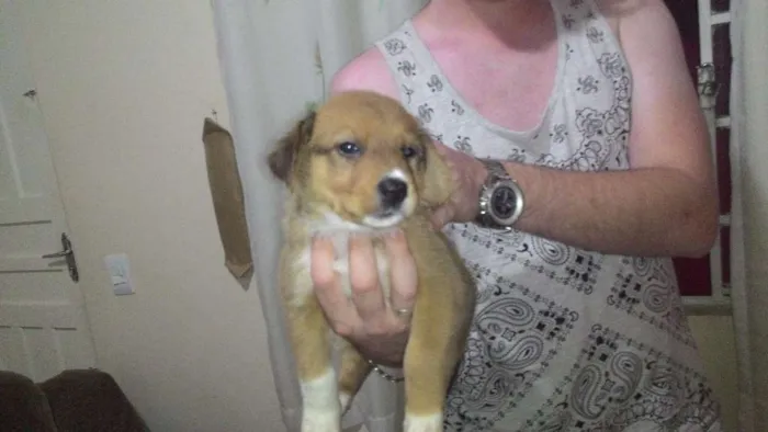 Cachorro ra a SRD idade Abaixo de 2 meses nome Tobias