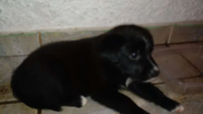 Cachorro ra a SRD idade Abaixo de 2 meses nome Evie