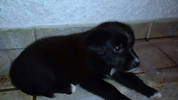 Cachorro ra a SRD idade Abaixo de 2 meses nome Evie