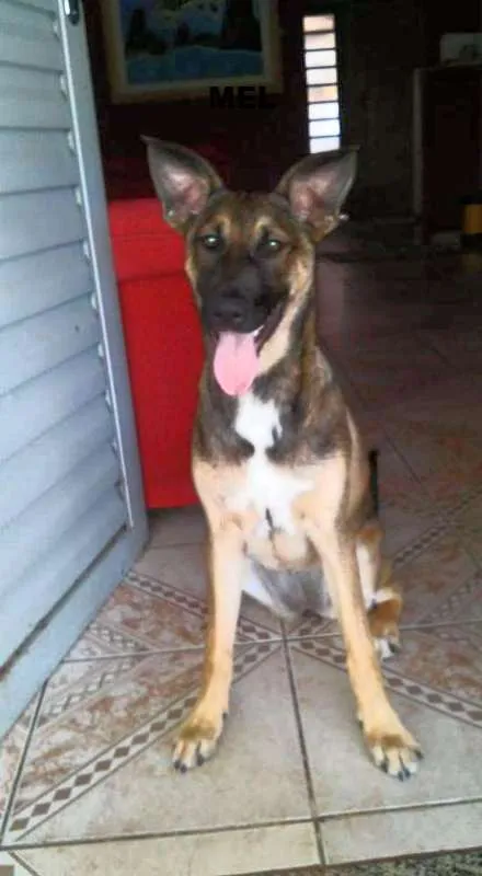Cachorro raça SRD idade 7 a 11 meses nome Mel
